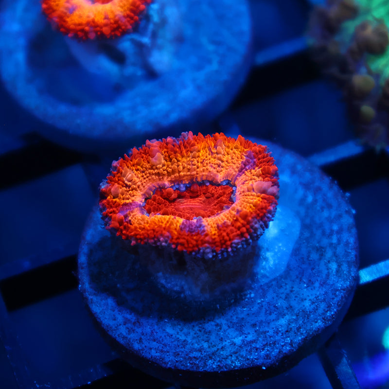 TCK Grafted Orange Sunrise Acan