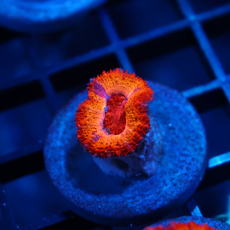 TCK Grafted Orange Sunrise Acan