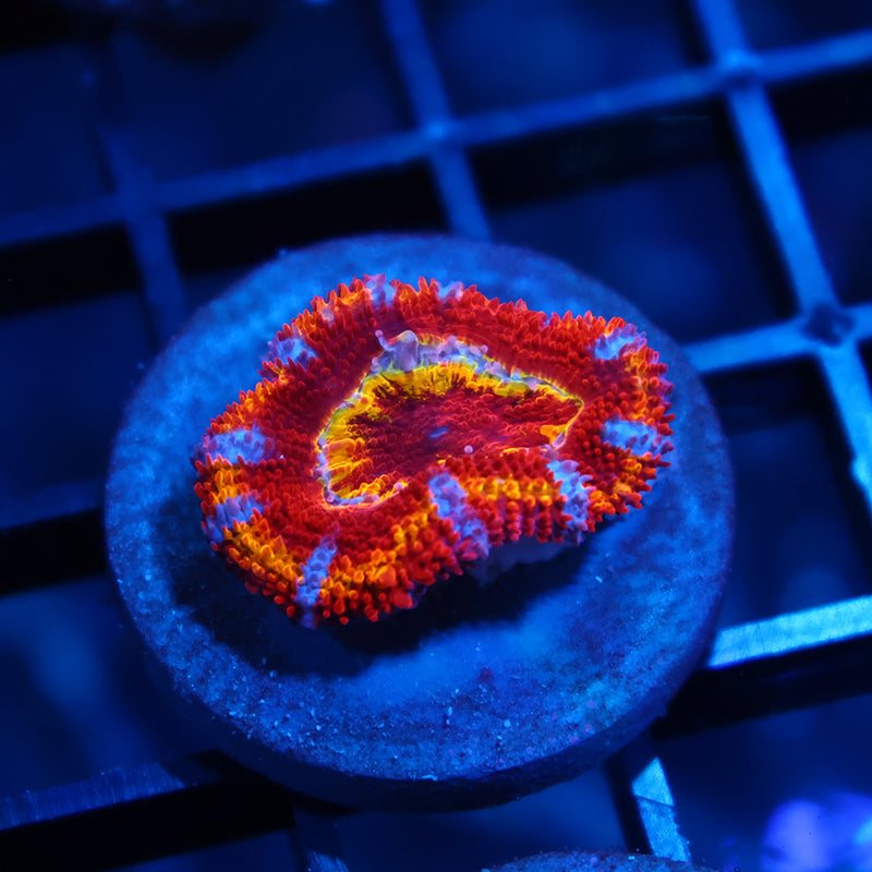Crazy TCK Rainbow Acan