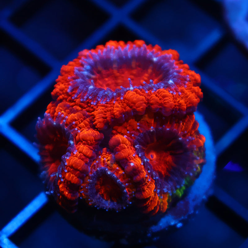Lg TCK Fluffy Acan
