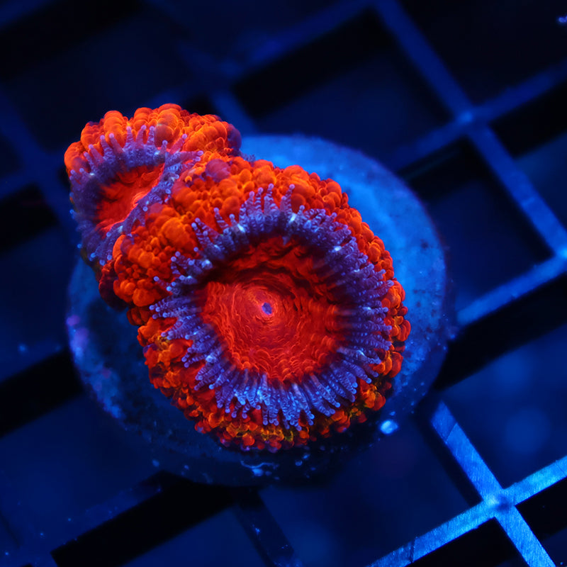 TCK Fluffy Acan