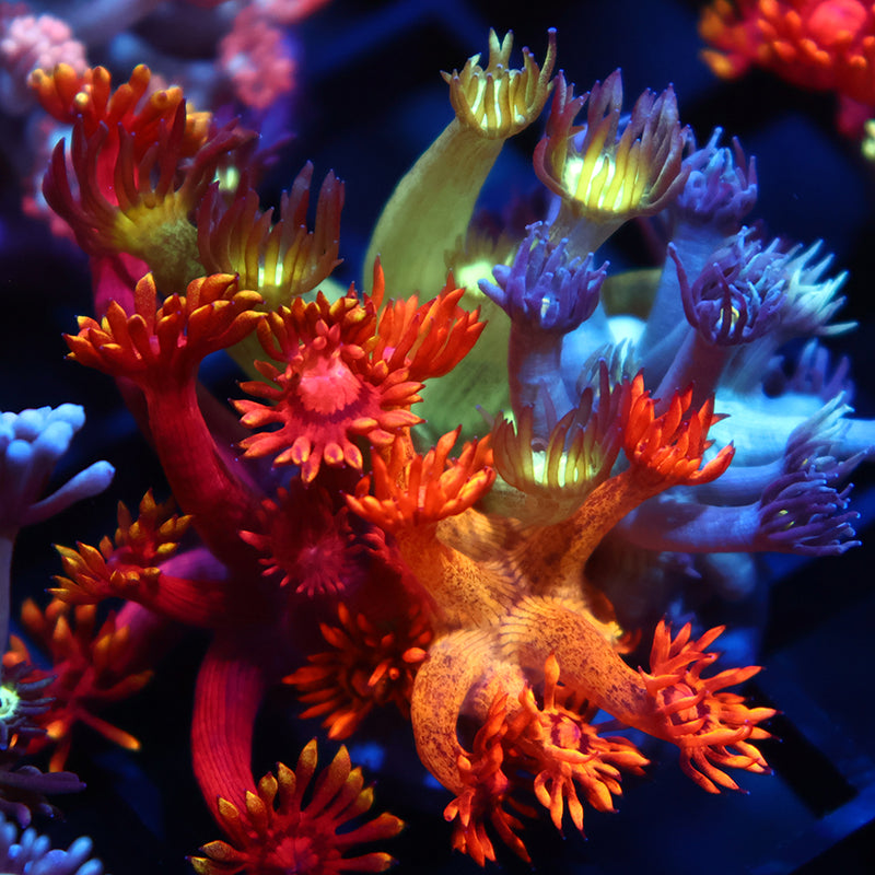 TCK Goni Garden - Amazeballs/Flame Tips/Space Glitter/Grape Gumballz