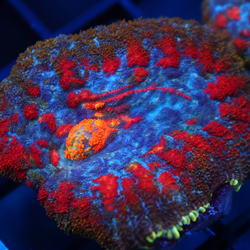 TCK Rainbow Rhodactis
