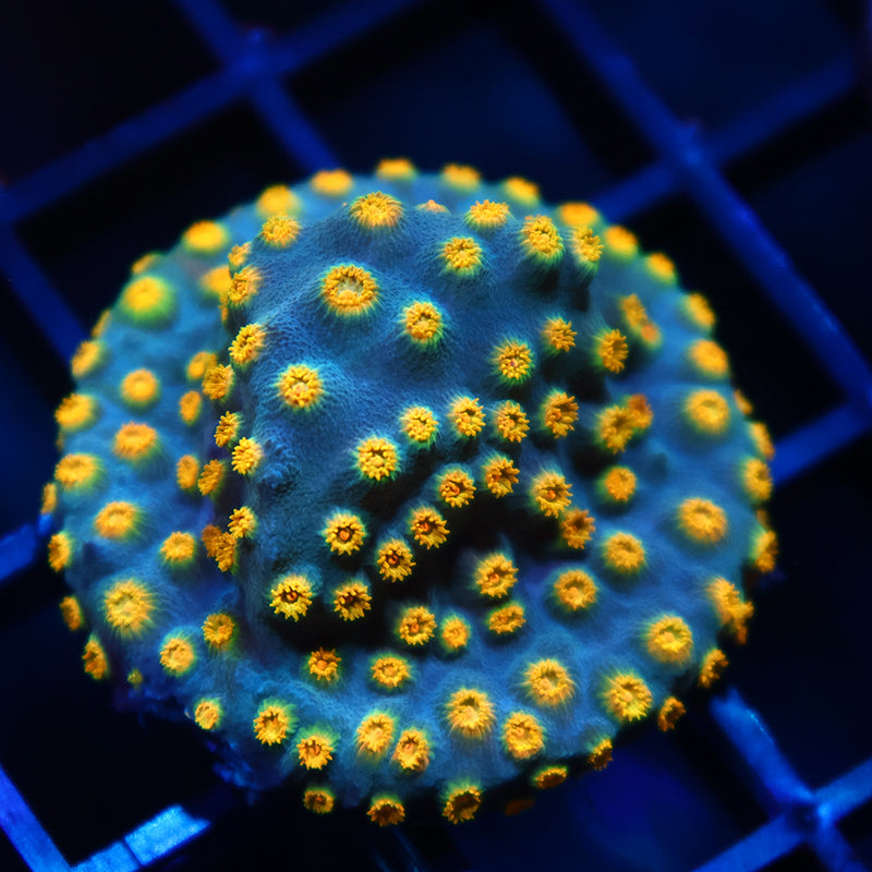 Zoolander Cyphastrea