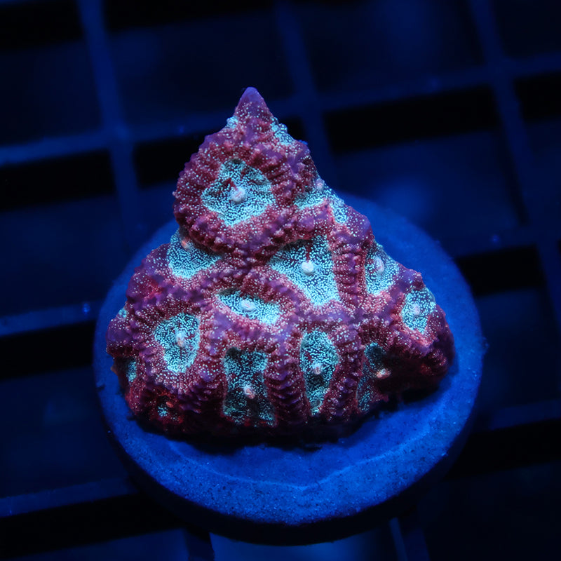 TCK Bejeweled Favia