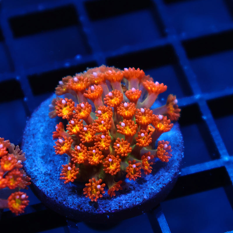 TCK Oddball Goni Bernardpora