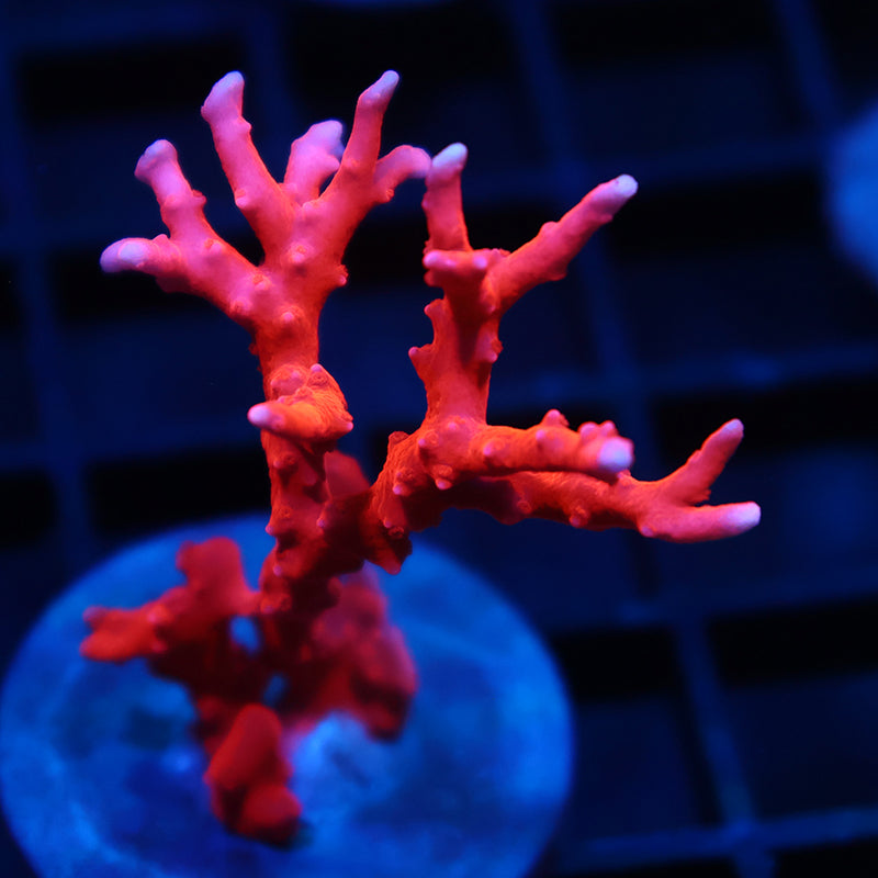 JF TNT Anacropora