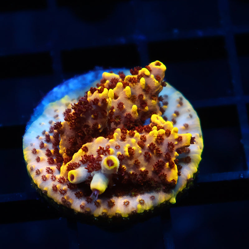 TCK Pikachu Chunk
