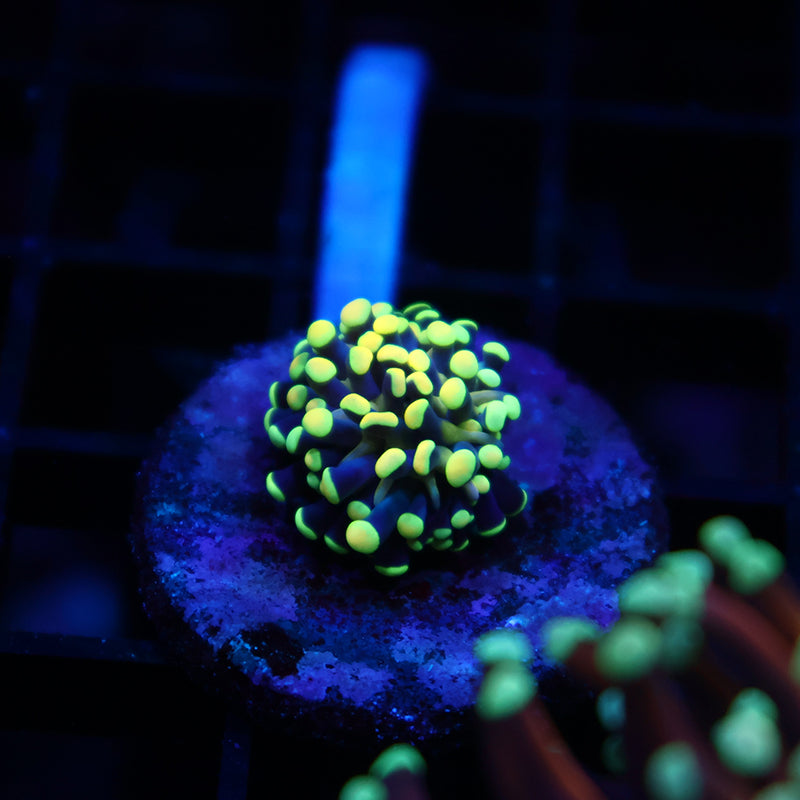 TCK Tank Spawned Lightbulb Torch