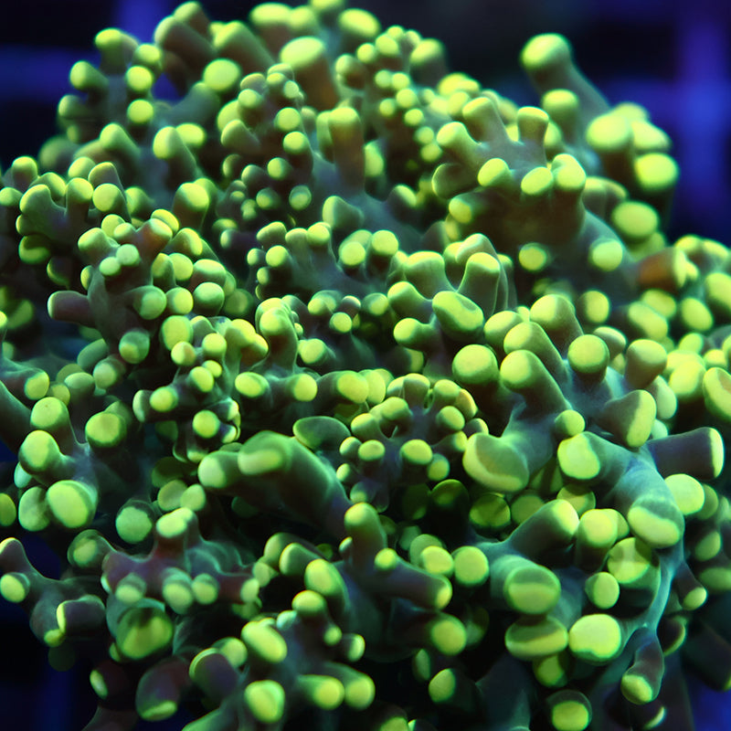 TCK Lemon Lime Branching Frogspawn