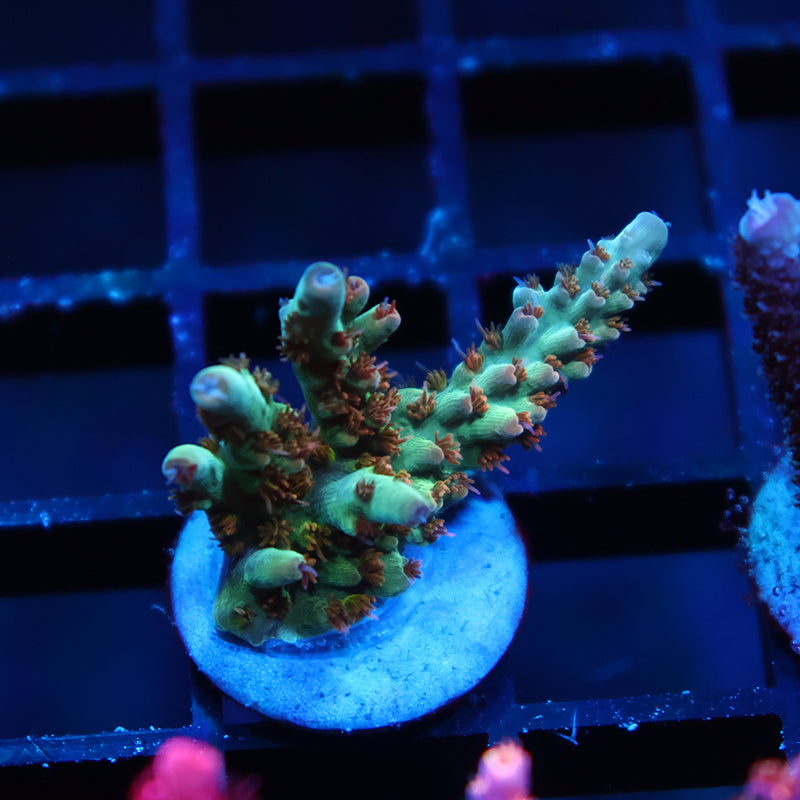 TCK Pink Polyp Shortcake