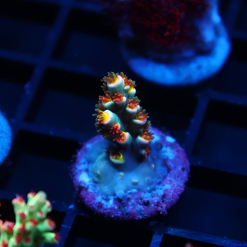TCK Rainbow Unicorn Speciosa