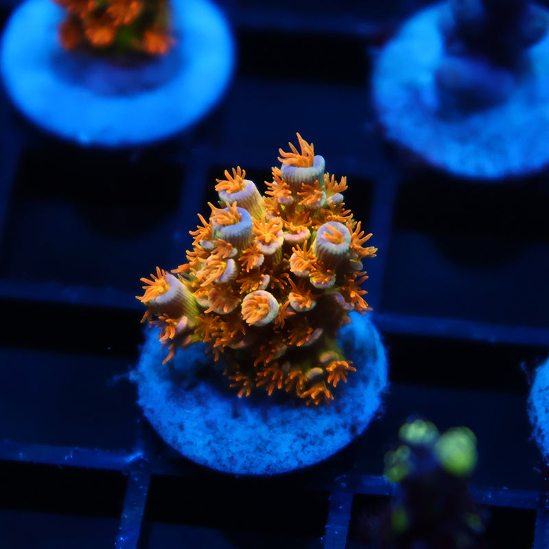 RRC Orange Passion