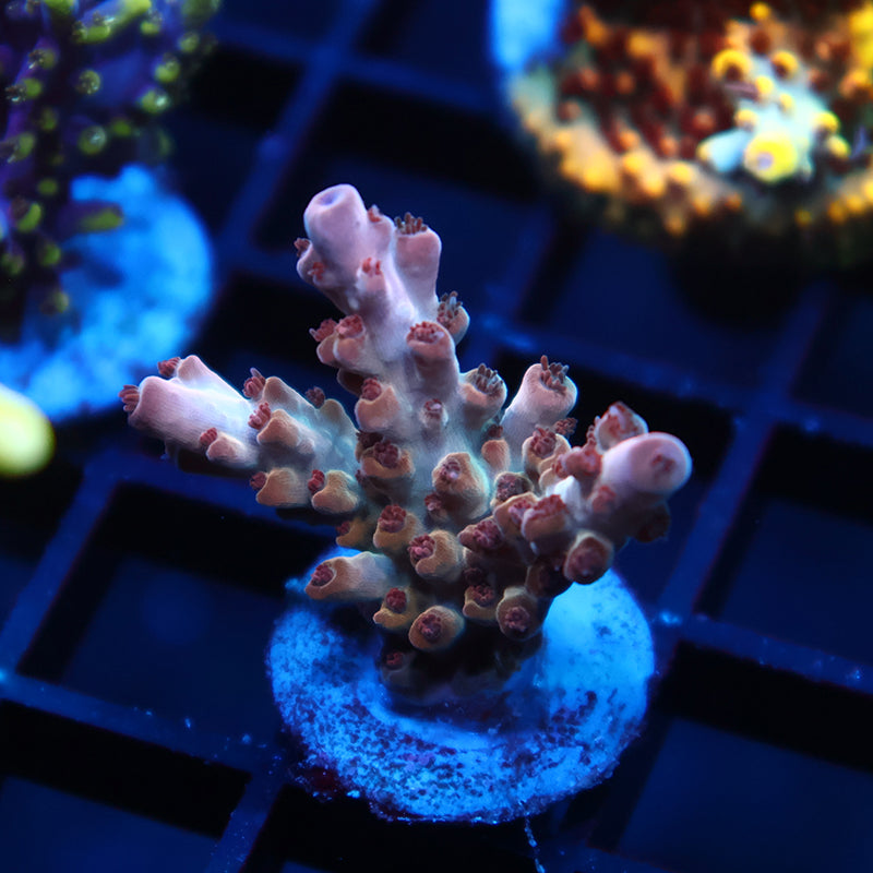 TCK Golden Granulosa