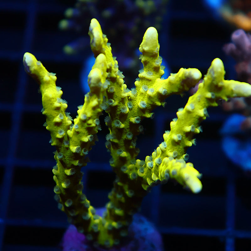 Green Goblin Anacropora