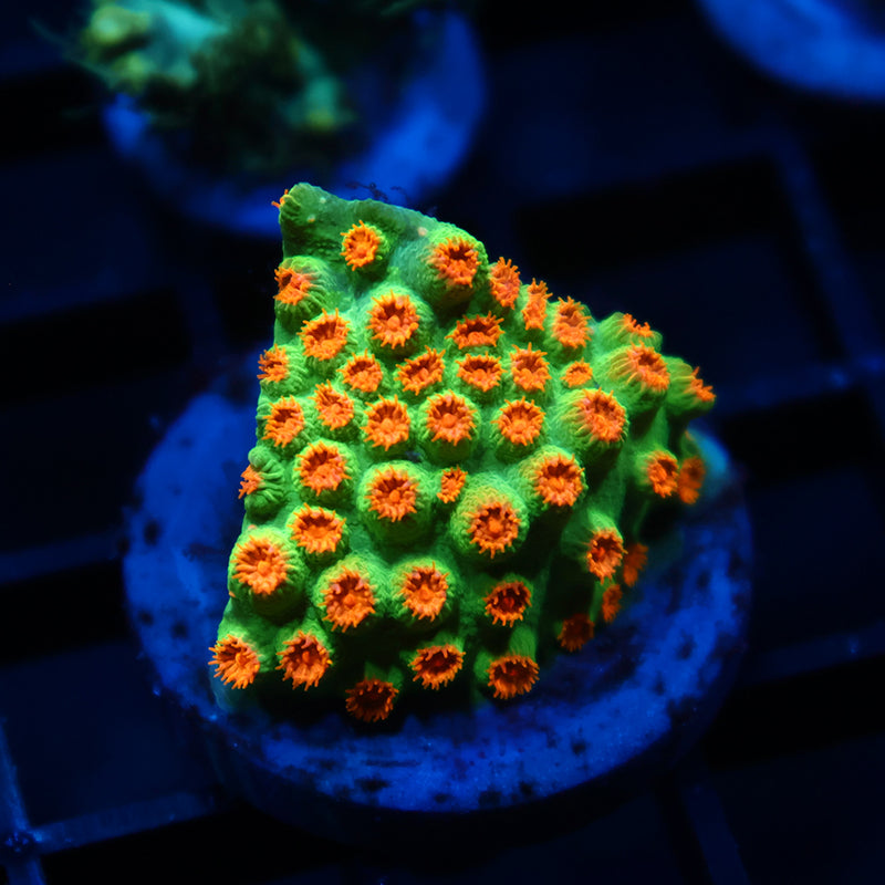 TCK Reptar Cyphastrea