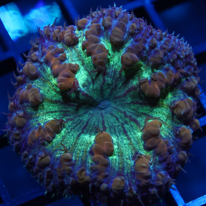 TCK Big Polyp Green Blasto