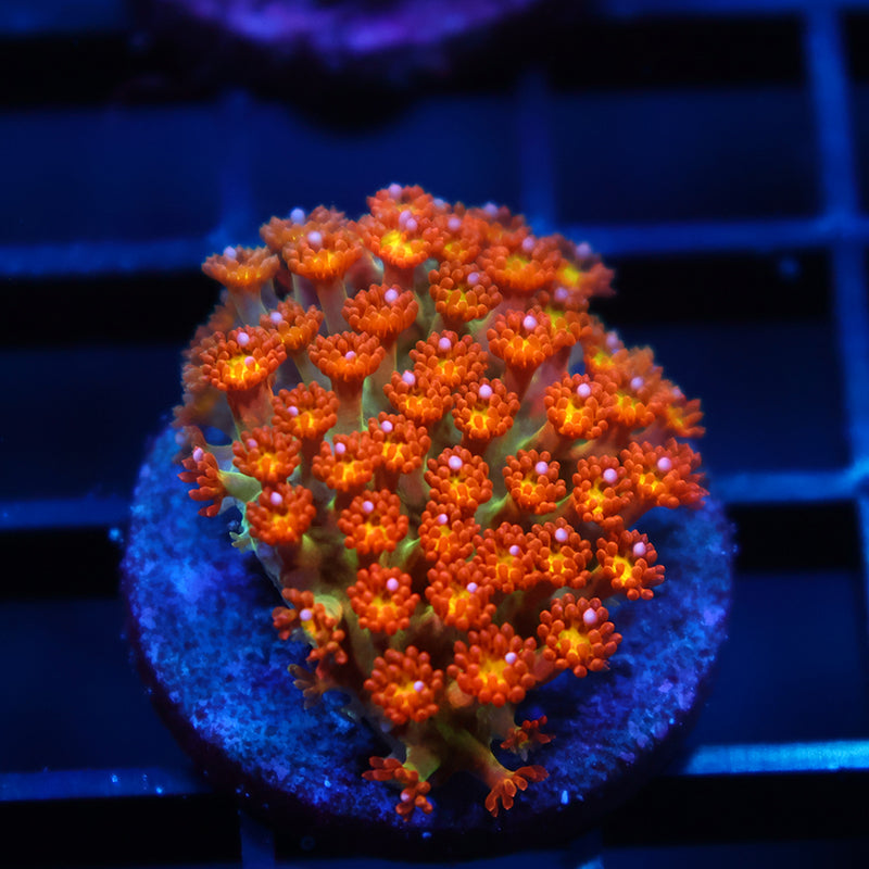 TCK Oddball Goni Bernardpora