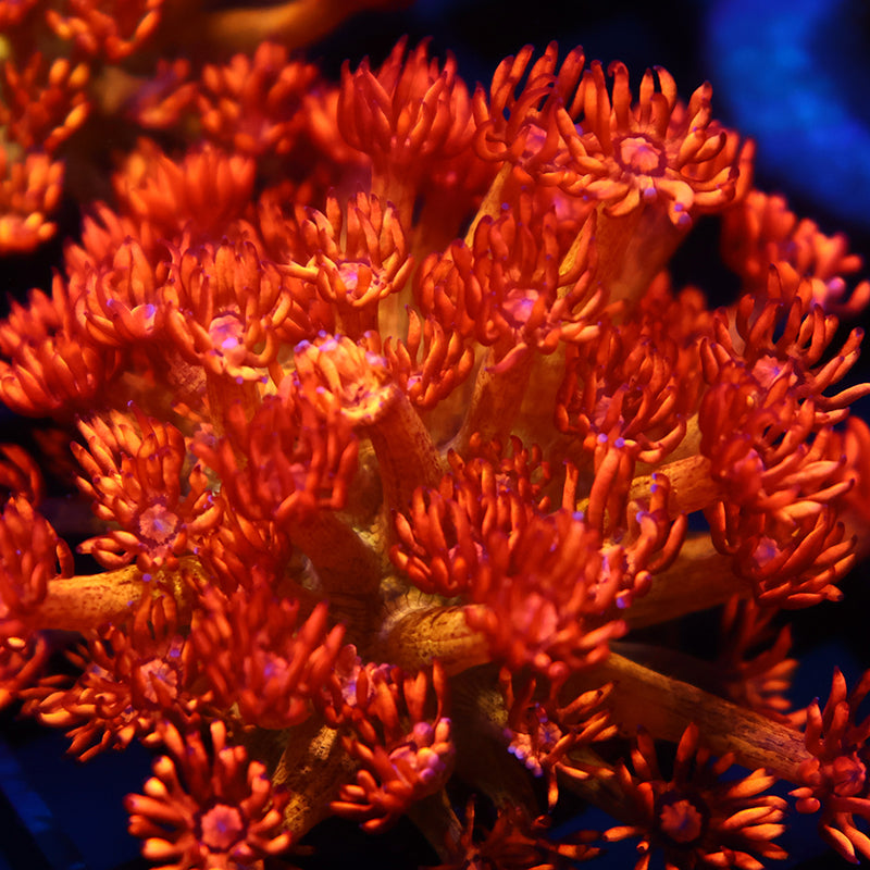 UC Amazeballs Goni Mini Colony