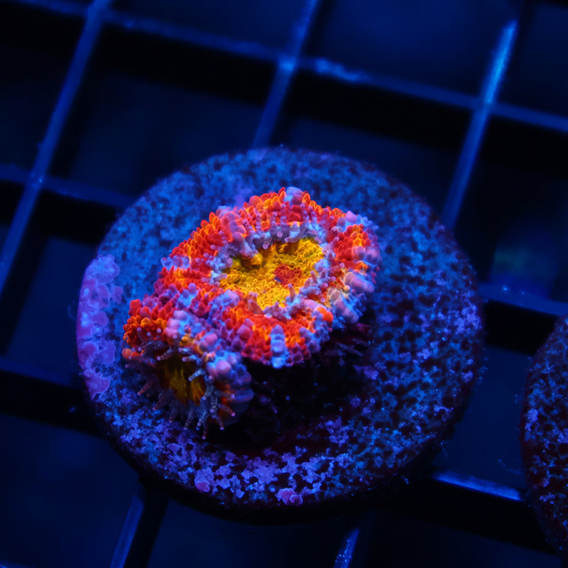 TCK Crazy Rainbow Acan