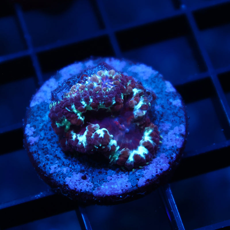 TCK Purple Blastos