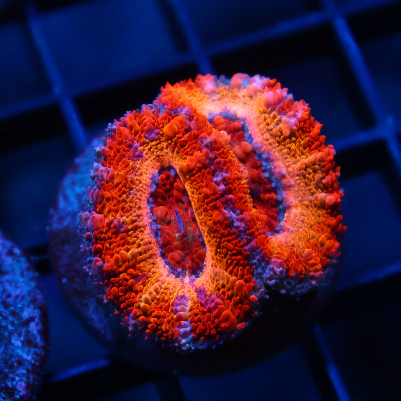 TCK Sunrise Acan