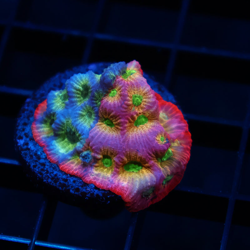 JF Dayglo Favia