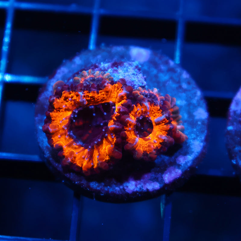 TCK Halloween Acans