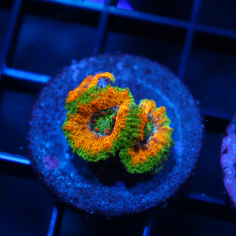 OG Mardi Gras Acans