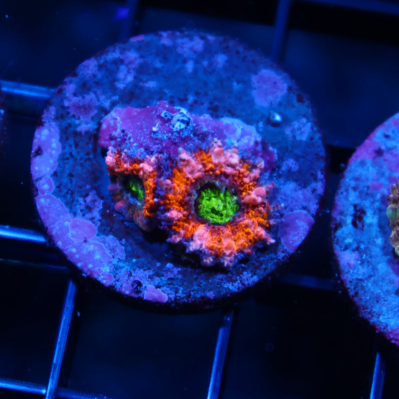 TCK Lemon Limes Acan