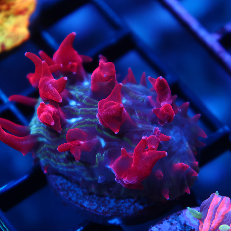 TCK Crazy Red Plate