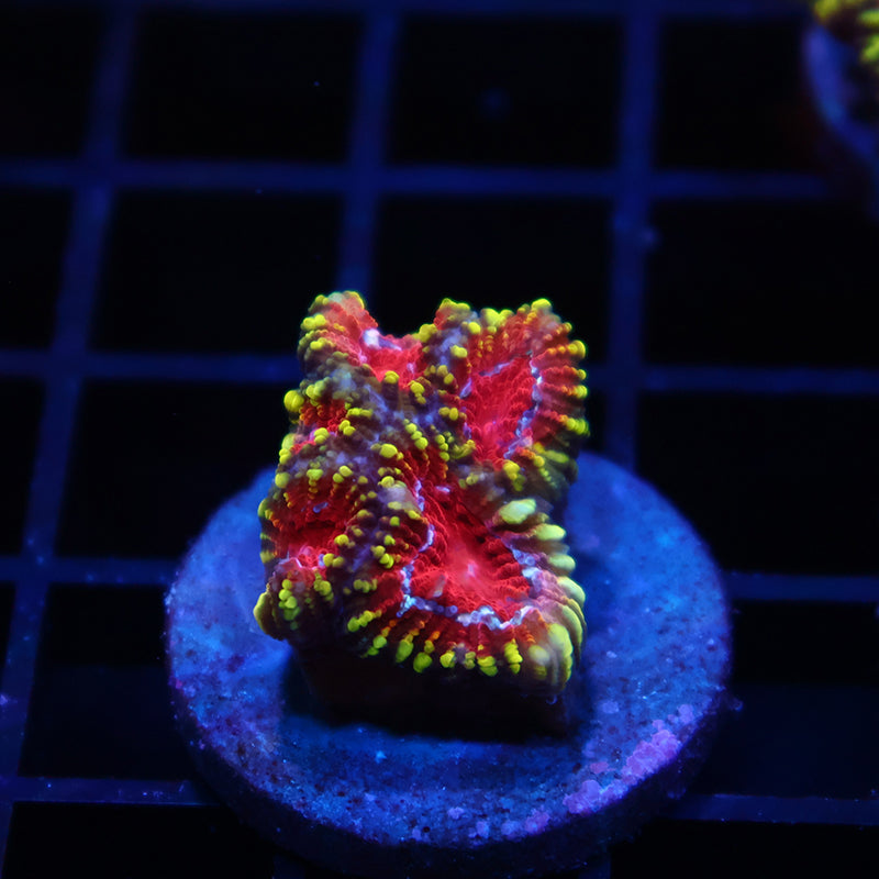 Mayan Sun Favia