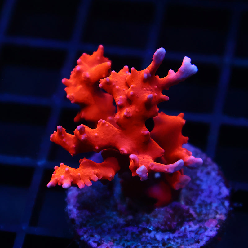 JF TNT Anacropora