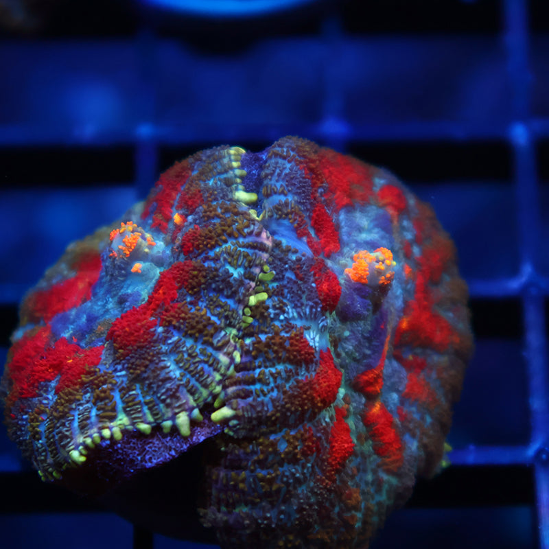 TCK Rainbow Rhodactis Double