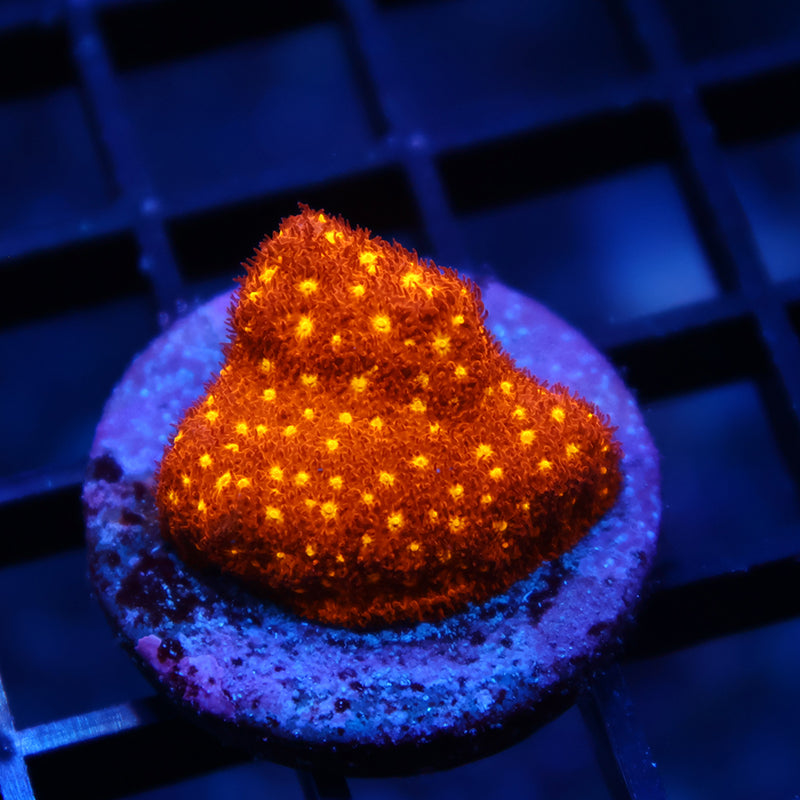 Orange Psammocora