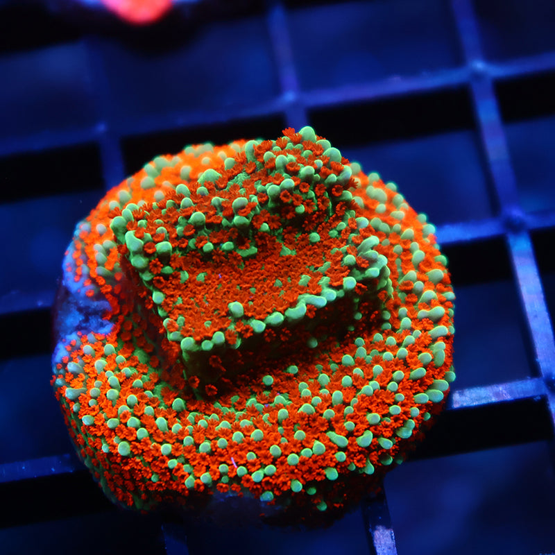 JF Aquaman Monti