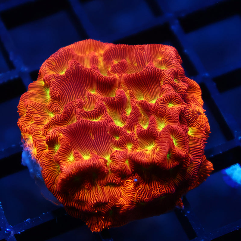 JF Jack-O-Lantern Leptoseris