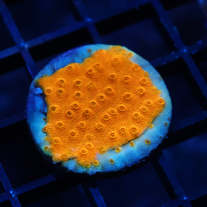 TCK Yellow Cyphastrea