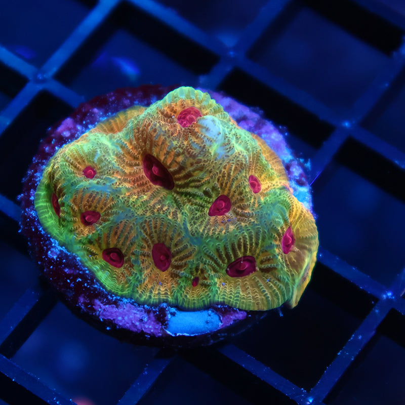 TCK Fascination Favia Green Side