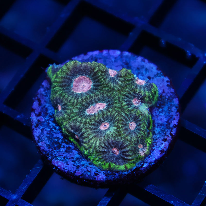 TCK Sparkly Green Favia