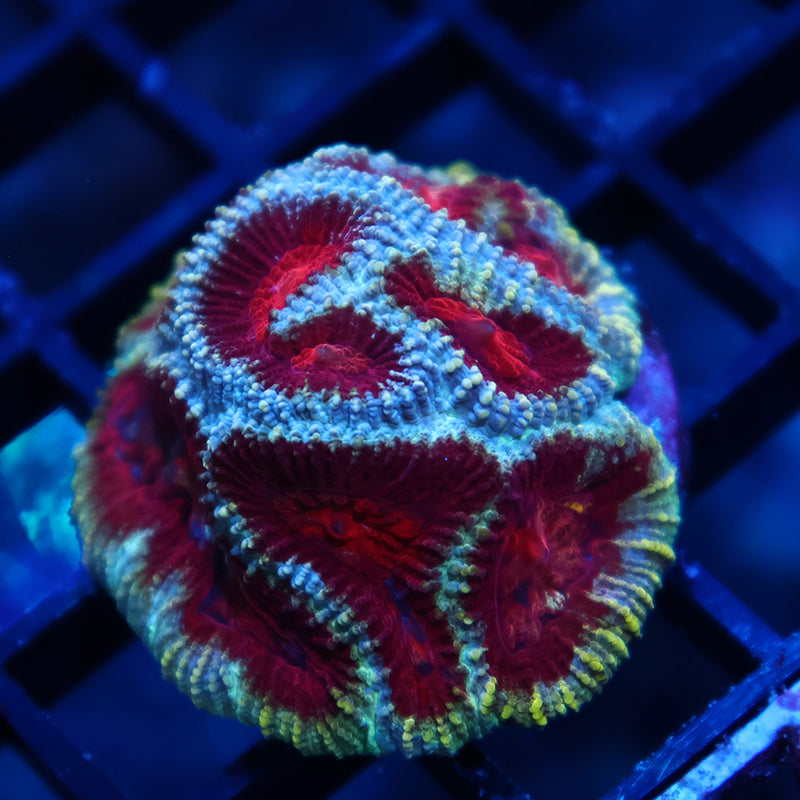 TCK Bloodshot Favia