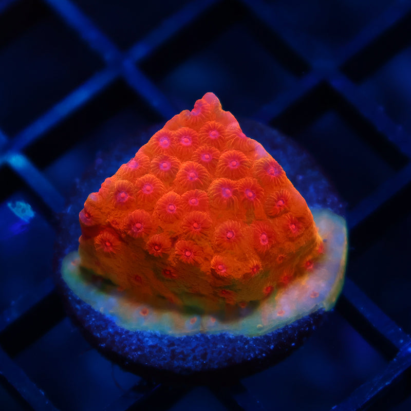 WWC Defcon Cyphastrea