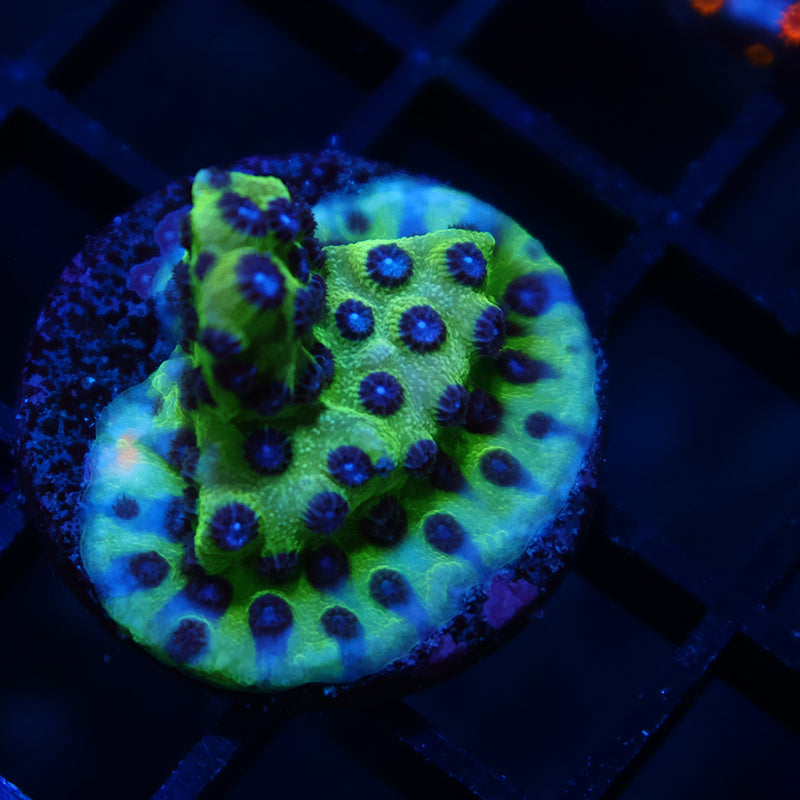JF Purple People Eater Cyphastrea