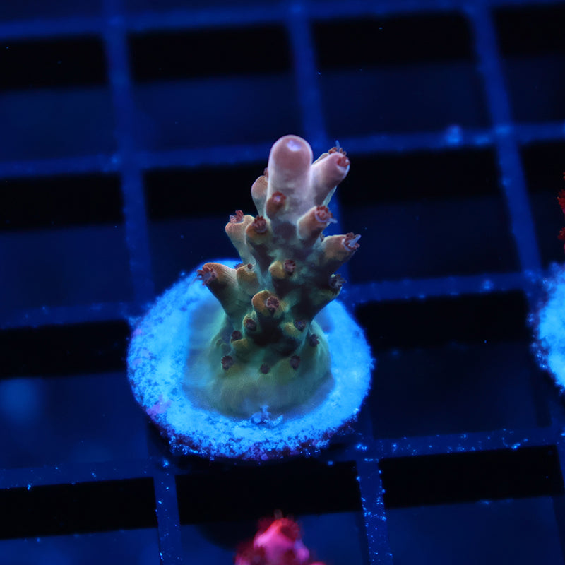 TCK Golden Granulosa