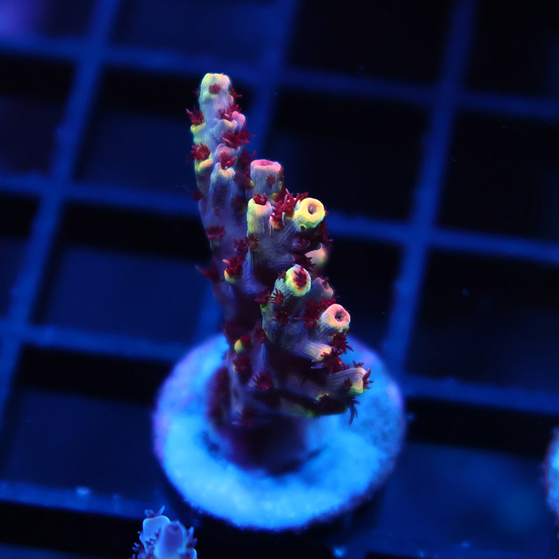 TCK Blastwave Acro