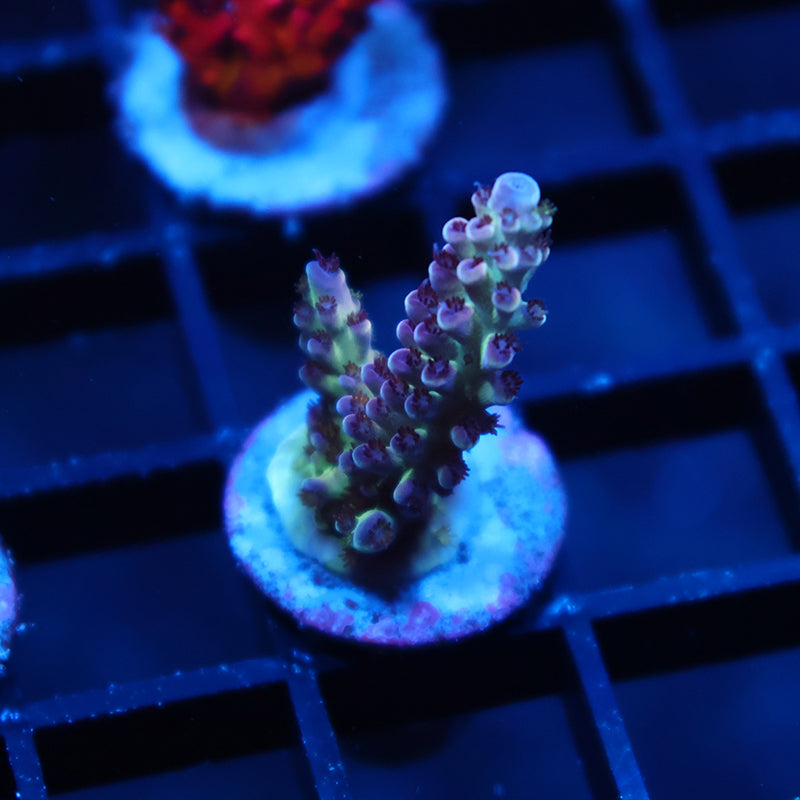 TCK Berry Nasuta
