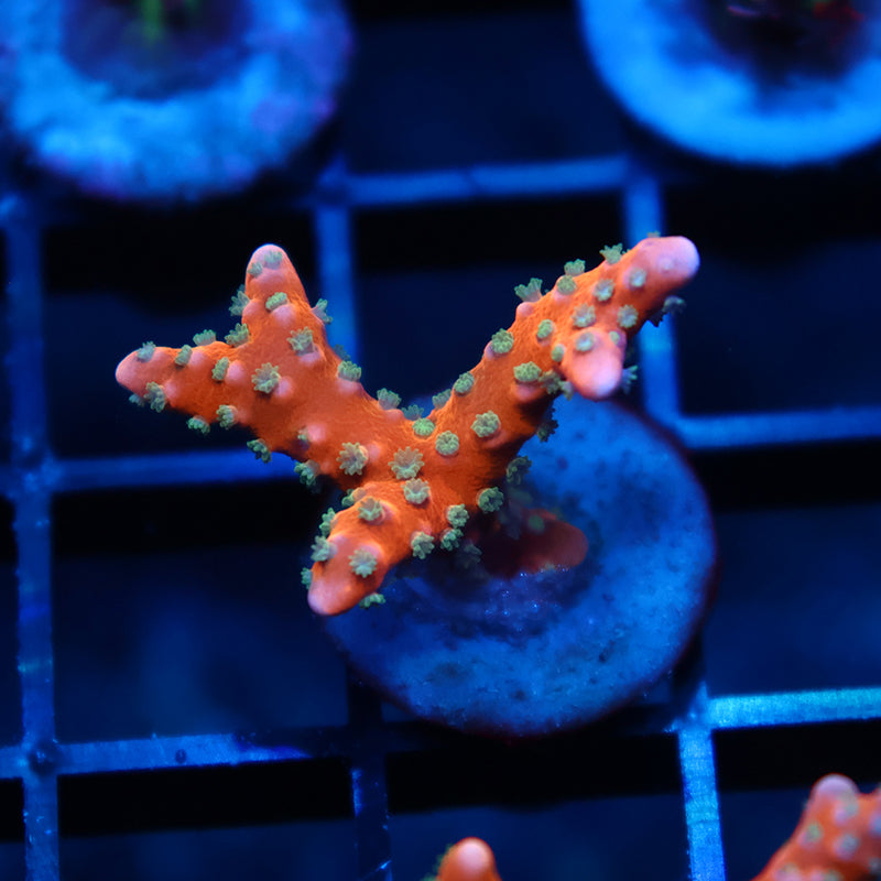 RRC Tropicana Anacropora