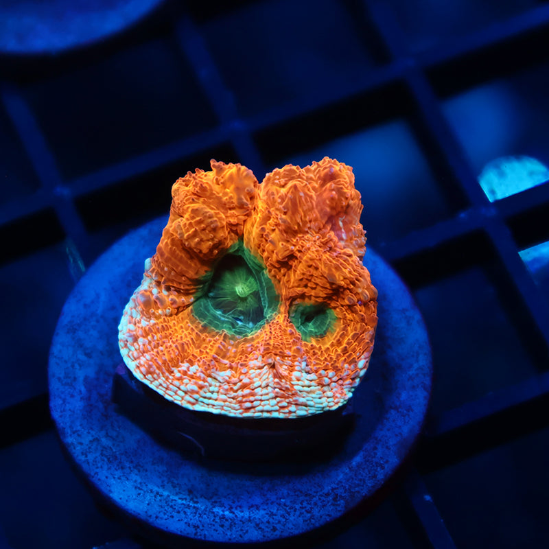 TCK Orange Creamsicle Bowerbanki