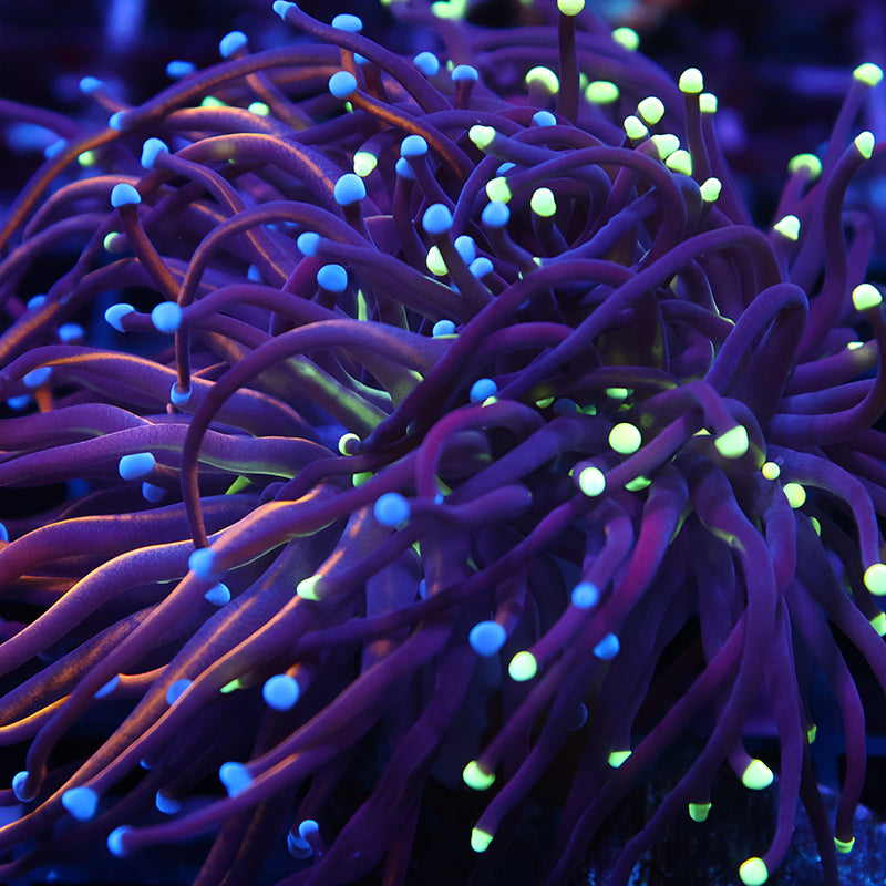 TCK Tank Spawned + Manually Grafted Torch