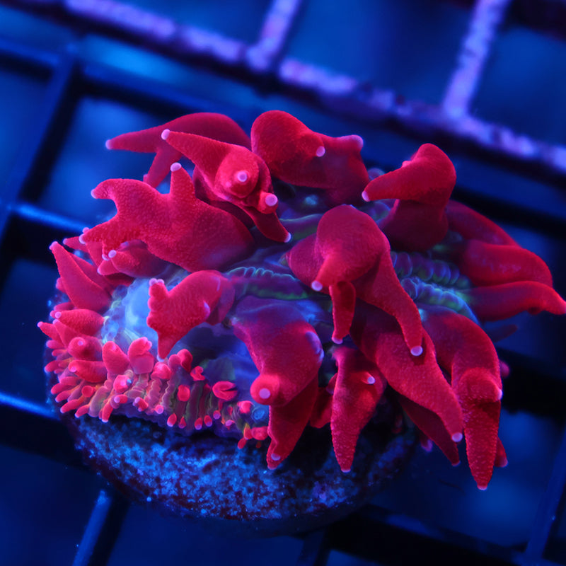 TCK Crazy Red Plate